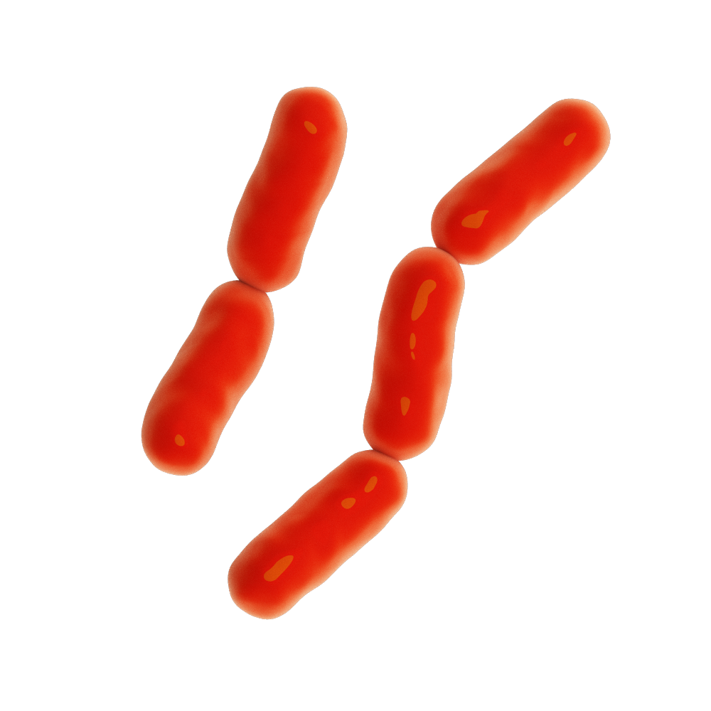 Gram negative bacteria