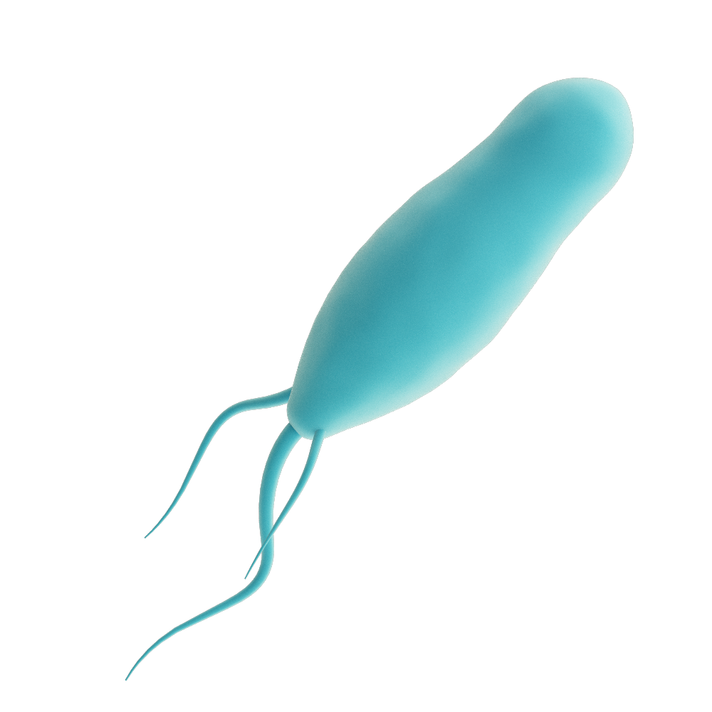 Protozoa